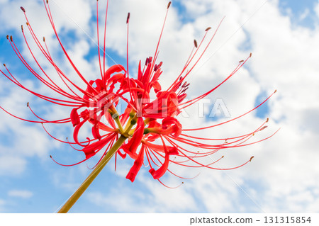Red spider lilies shining against the sky Red spider lilies shining against the sky 131315854