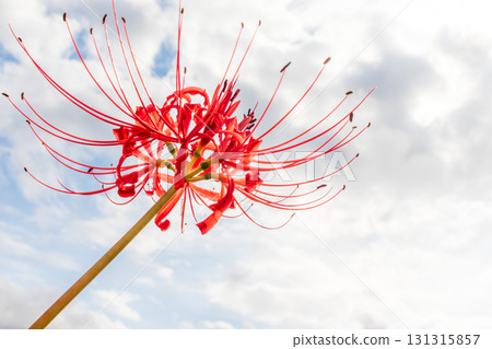 紅色的彼岸花在天空中閃耀 131315857