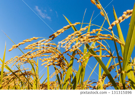 Golden rainbow and blue sky 131315896