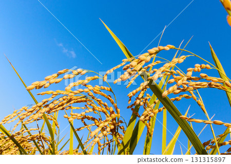 Golden rainbow and blue sky 131315897
