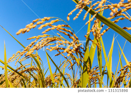 Golden rainbow and blue sky Golden rainbow and blue sky 131315898
