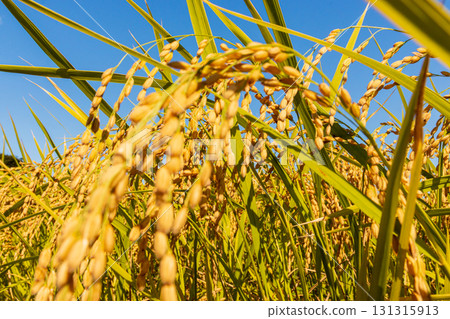Golden rainbow and blue sky Golden rainbow and blue sky 131315913