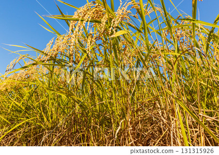 金黃彩虹和藍天 131315926