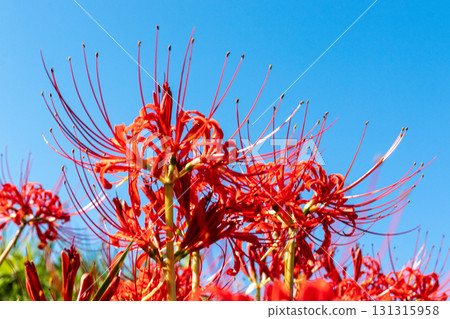 在藍天中閃耀的簇狀孤挺花 131315958