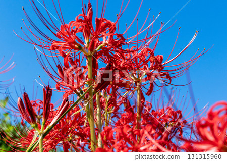 在藍天中閃耀的簇狀孤挺花 131315960