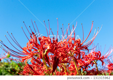 在藍天中閃耀的簇狀孤挺花 在藍天中閃耀的簇狀孤挺花 131315962