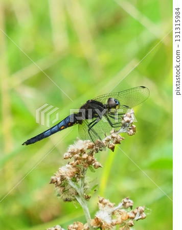 Dragonfly Dragonfly 131315984