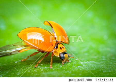 Macro of bug insect (Ladybug) on leaf in nature Macro of bug insect (Ladybug) on leaf in nature 131316233