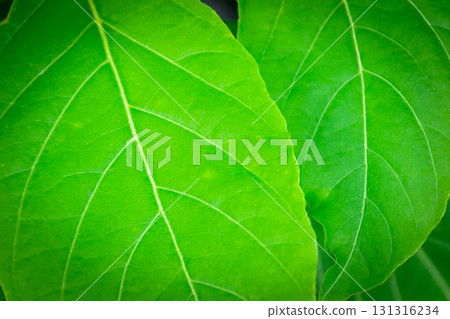 Greenery background of nature plant and leaf Greenery background of nature plant and leaf 131316234