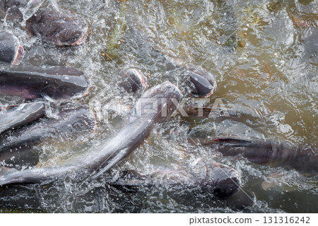 Crowd of freshwater fish scramble food in river 131316242