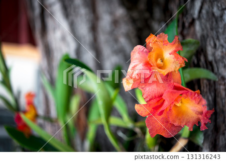 Flower (Orchidaceae or Orchid Flower) Flower (Orchidaceae or Orchid Flower) 131316243