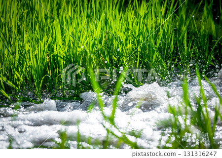 Watering nature of rice field on rice paddy 131316247