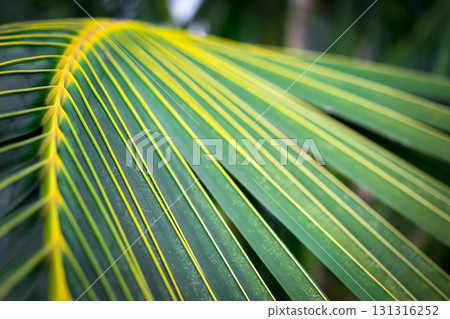 Greenery background of nature plant and leaf 131316252