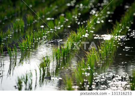 Nature of rice field on rice paddy 131316253