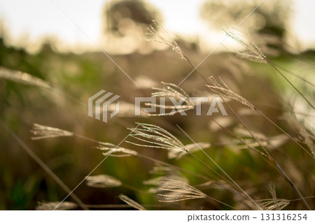 Nature of grass field, flower grass with sunlight 131316254