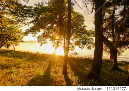 Grassland bathed in the morning sun Grassland bathed in the morning sun 131316277