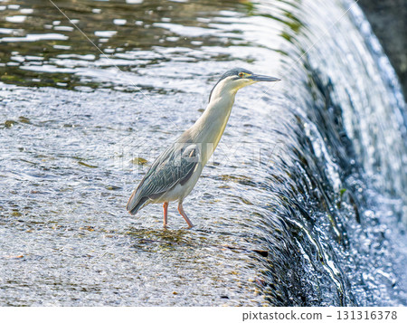 Waterside striated heron 131316378