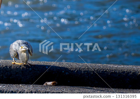 Waterside cockroach copy space 131316395