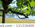 The sea seen from the shade of a tree 131316400