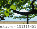 The sea seen from the shade of a tree 131316401