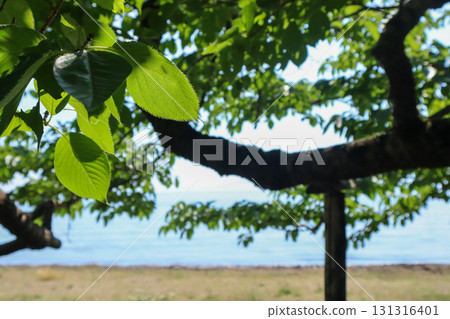 從樹蔭下看到的海 從樹蔭下看到的海 131316401