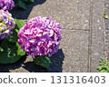 Hydrangea blooming in the clear of the rainy season 131316403