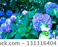 Blue hydrangea 131316404
