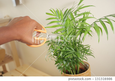 Cutting a green indoor plant with scissors for better growth 131316986