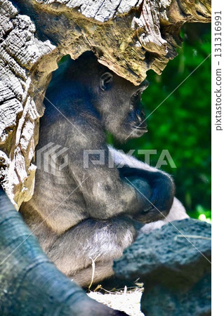 Gorilla at the Bronx Zoo, New York Gorilla at the Bronx Zoo, New York 131316991