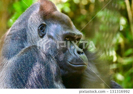 Gorilla at the Bronx Zoo, New York Gorilla at the Bronx Zoo, New York 131316992