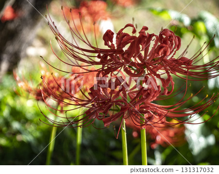 Spider lilies shining in the sunlight Spider lilies shining in the sunlight 131317032