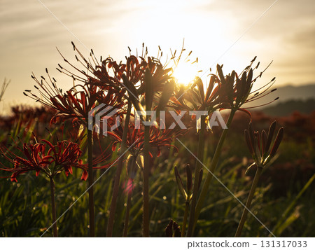 Cluster amaryllis blooming at dawn Cluster amaryllis blooming at dawn 131317033