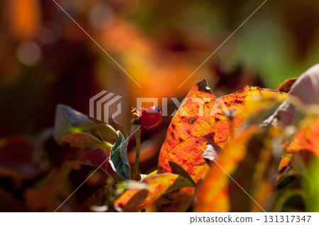 Flower tree fruit 131317347