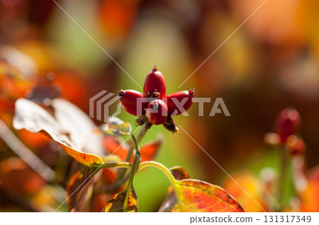 Flower tree fruit 131317349