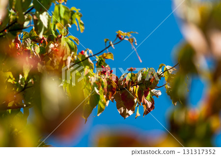 Flower tree fruit 131317352