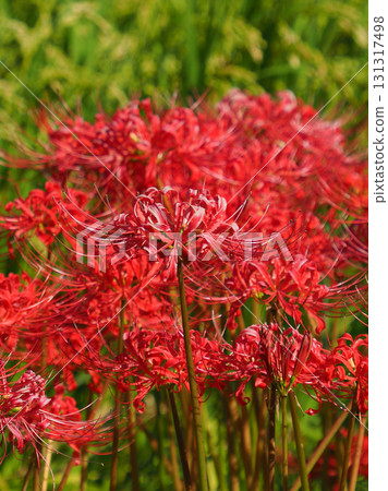 石蒜 石蒜 131317498