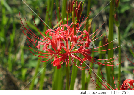 Red spider lily (Lycoris radiata) 131317503