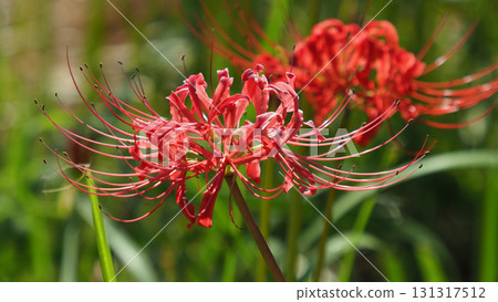 Red spider lily (Lycoris radiata) 131317512