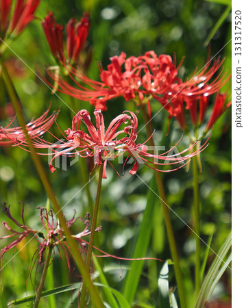 Red spider lily (Lycoris radiata) 131317520