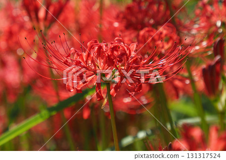 Red spider lily (Lycoris radiata) 131317524