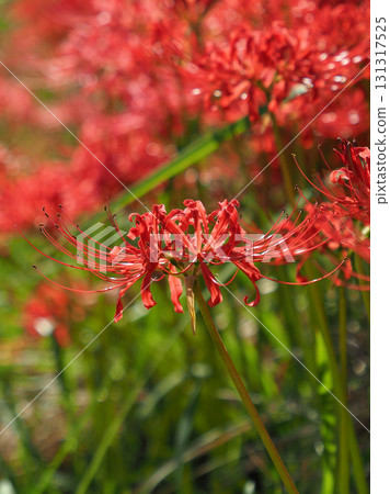 石蒜 石蒜 131317525