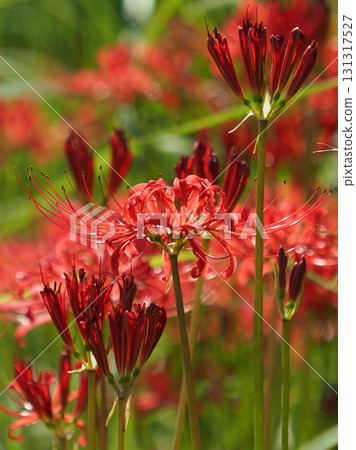 Red spider lily (Lycoris radiata) Red spider lily (Lycoris radiata) 131317527