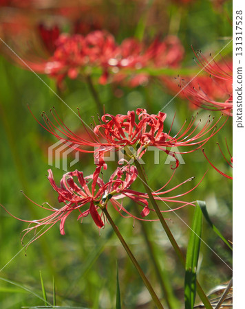 Red spider lily (Lycoris radiata) 131317528
