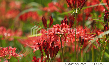 Red spider lily (Lycoris radiata) 131317530
