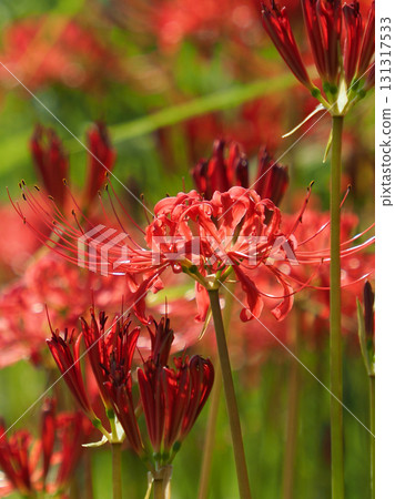 Red spider lily (Lycoris radiata) Red spider lily (Lycoris radiata) 131317533