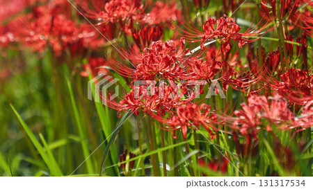 Red spider lily (Lycoris radiata) Red spider lily (Lycoris radiata) 131317534