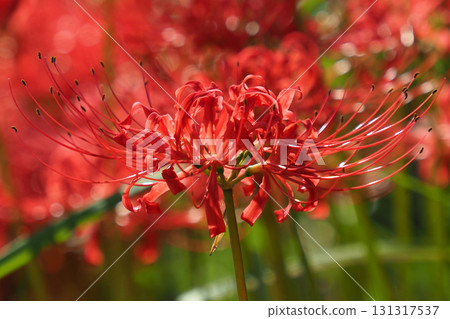 Red spider lily (Lycoris radiata) 131317537