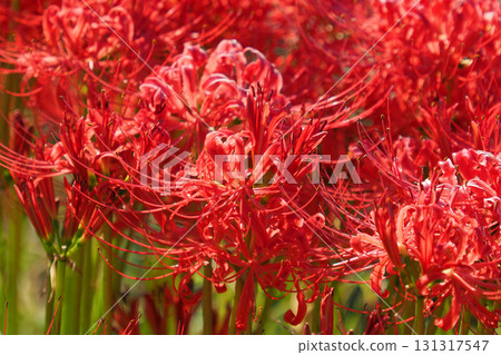 Red spider lily (Lycoris radiata) 131317547