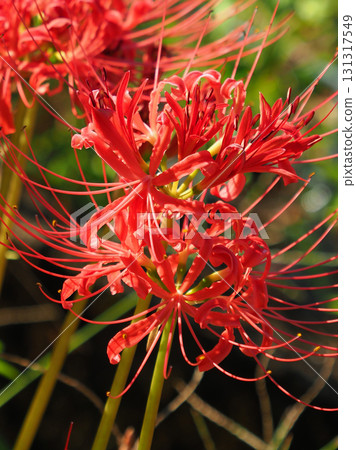 Red spider lily (Lycoris radiata) 131317549