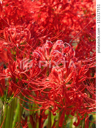 Red spider lily (Lycoris radiata) Red spider lily (Lycoris radiata) 131317551
